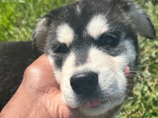 Mixed Breed dogs Kodiak - Ad 22