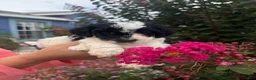 Cavapoo dogs for sale: Cosmo - Ad 2