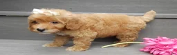 Mini Goldendoodle dogs for sale: Izzy - Ad 5