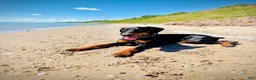Doberman Pinscher dogs for sale: Doberman Pinscher 1 - Ad 4