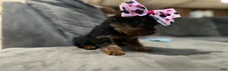 Yorkshire Terrier dogs for sale: Yorkshire Terrier Puppy 2 - Ad 3