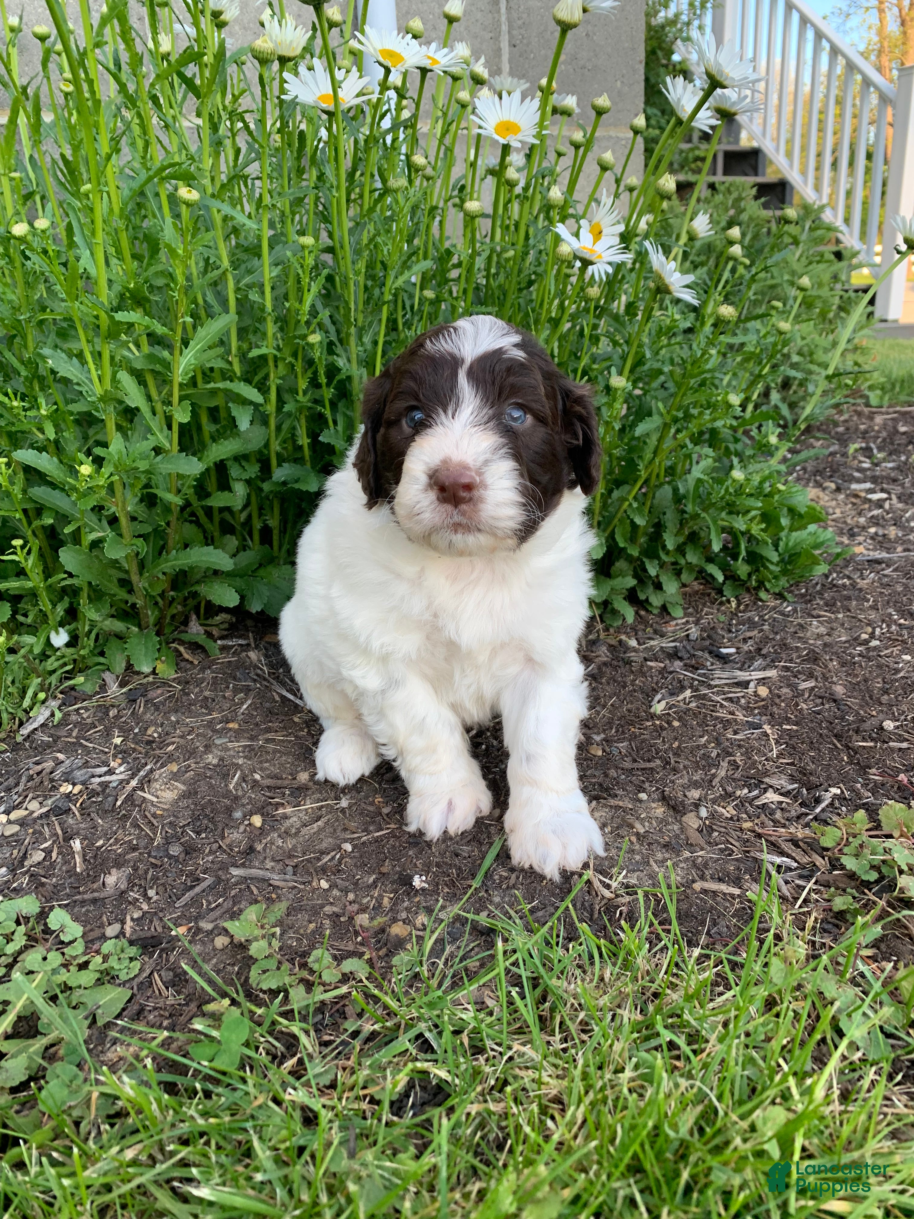Portuguese Water Dog dogs Toby - Ad 1