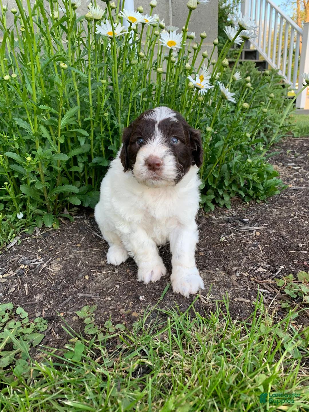 Portuguese Water Dog dogs for sale: Toby - Ad 1