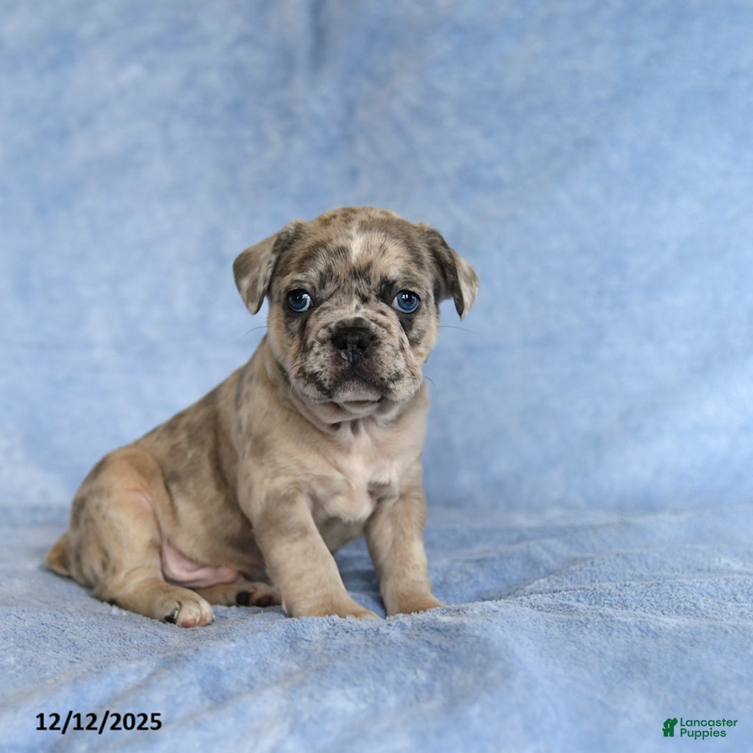 French Bulldog dogs for sale: Yoyo - Ad 3