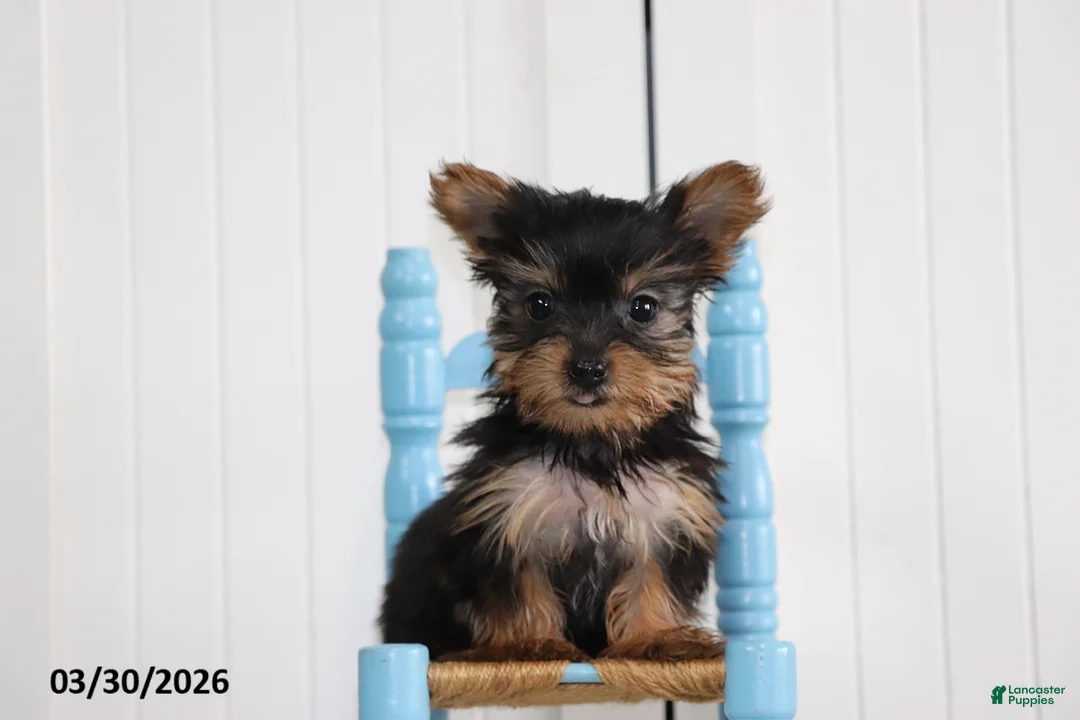 Yorkshire Terrier dogs for sale: Callie - Ad 2