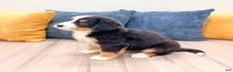 Bernese Mountain Dog dogs for sale: Benson - Ad 7