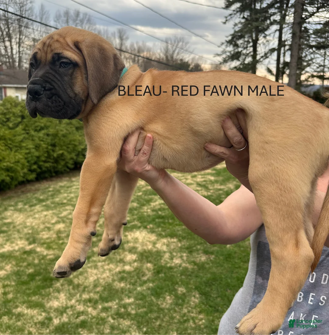 Bullmastiff dogs for sale: Bleau - Ad 1