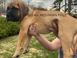 Bullmastiff dogs Bleau - Ad 2