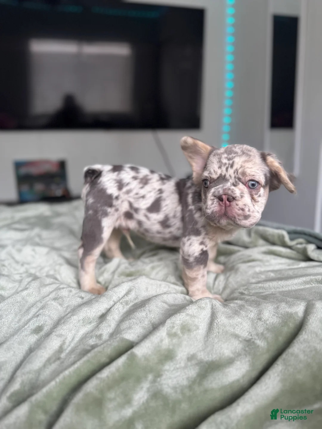French Bulldog dogs for sale: Big Rope Lilac tan Merle Fluffy Male  - Ad 17
