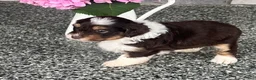 Aussiedoodle dogs for sale: Eclair Mini Aussiedoodle  - Ad 4