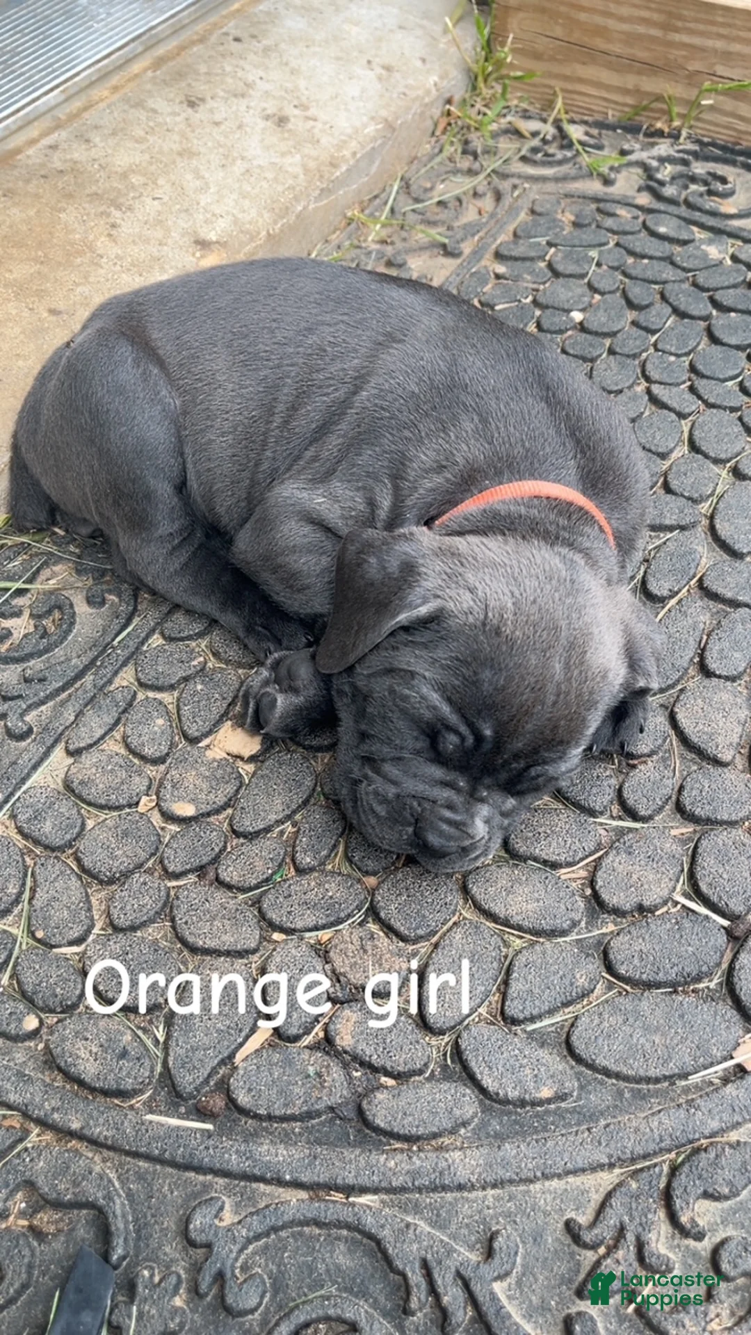 Cane Corso dogs for sale: Cane Corso Puppy 6 - Orange Girl - Ad 1