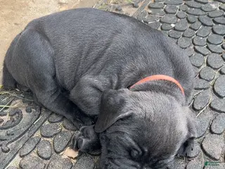 Cane Corso dogs for sale: Cane Corso Puppy 6 - Orange Girl - Ad 2
