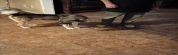 Alaskan Husky dogs for sale: Alaskan Husky 3 Paws - Ad 3