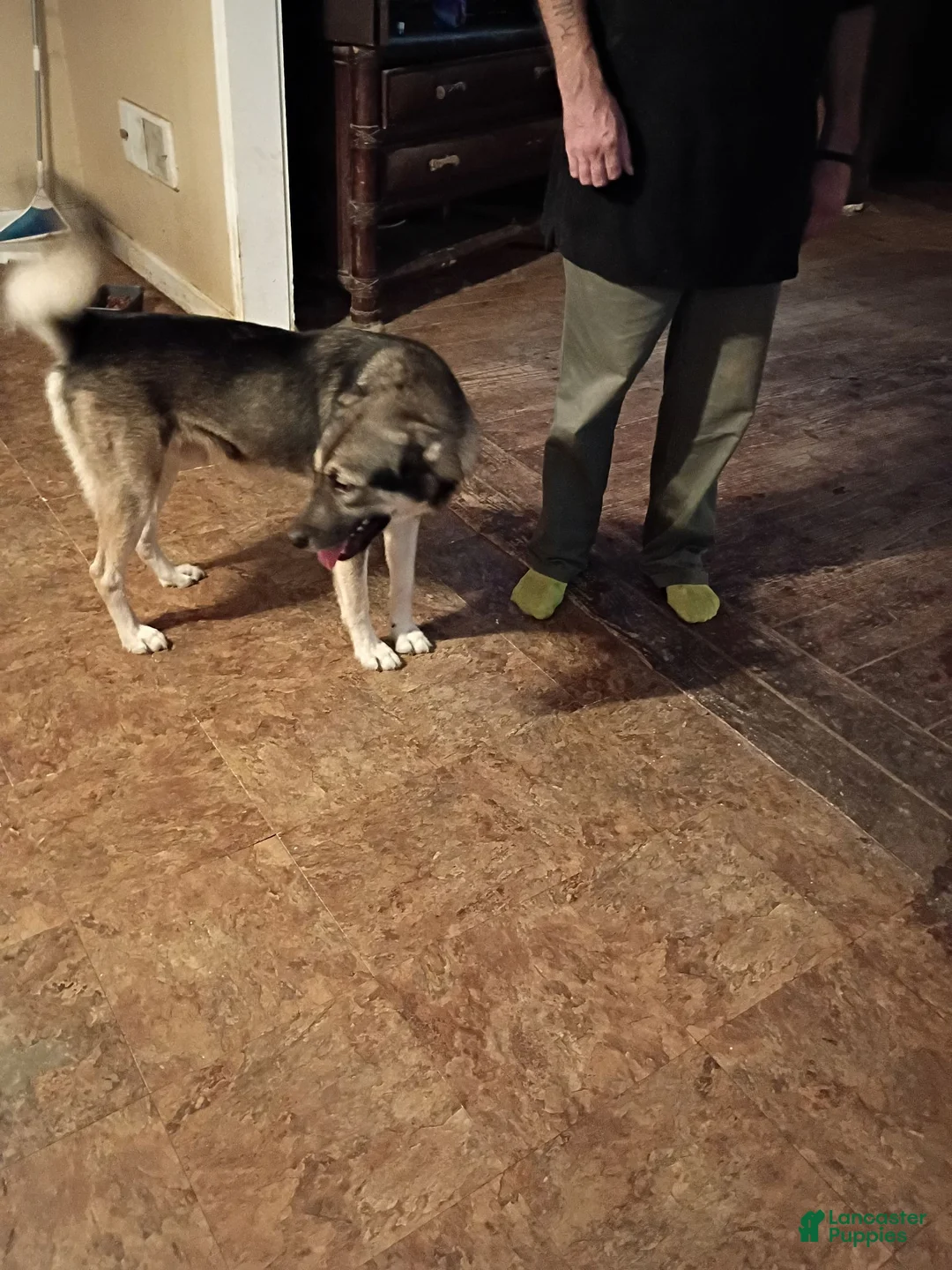 Alaskan Husky dogs for sale: Alaskan Husky 3 Paws - Ad 3