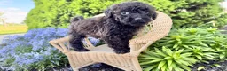 Shihpoo dogs for sale: Ripple - Ad 1