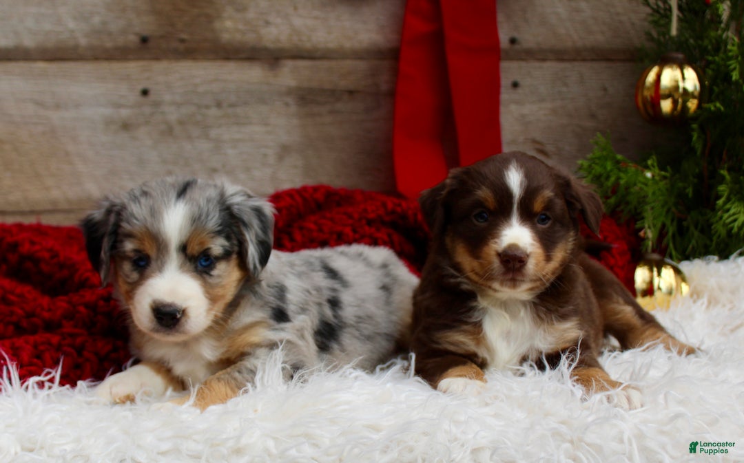 Miniature Australian Shepherd dogs for sale: Kaylee  - Ad 7