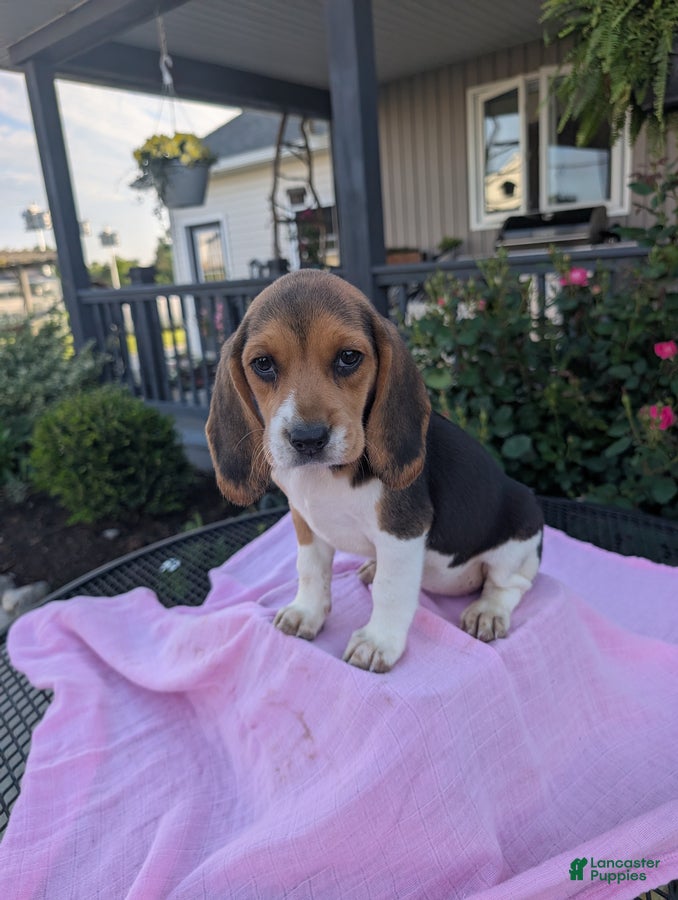Beagle dogs Patty - Ad 1