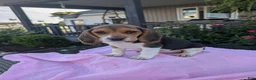 Beagle dogs for sale: Patty - Ad 1
