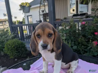 Beagle dogs for sale: Patty - Ad 1
