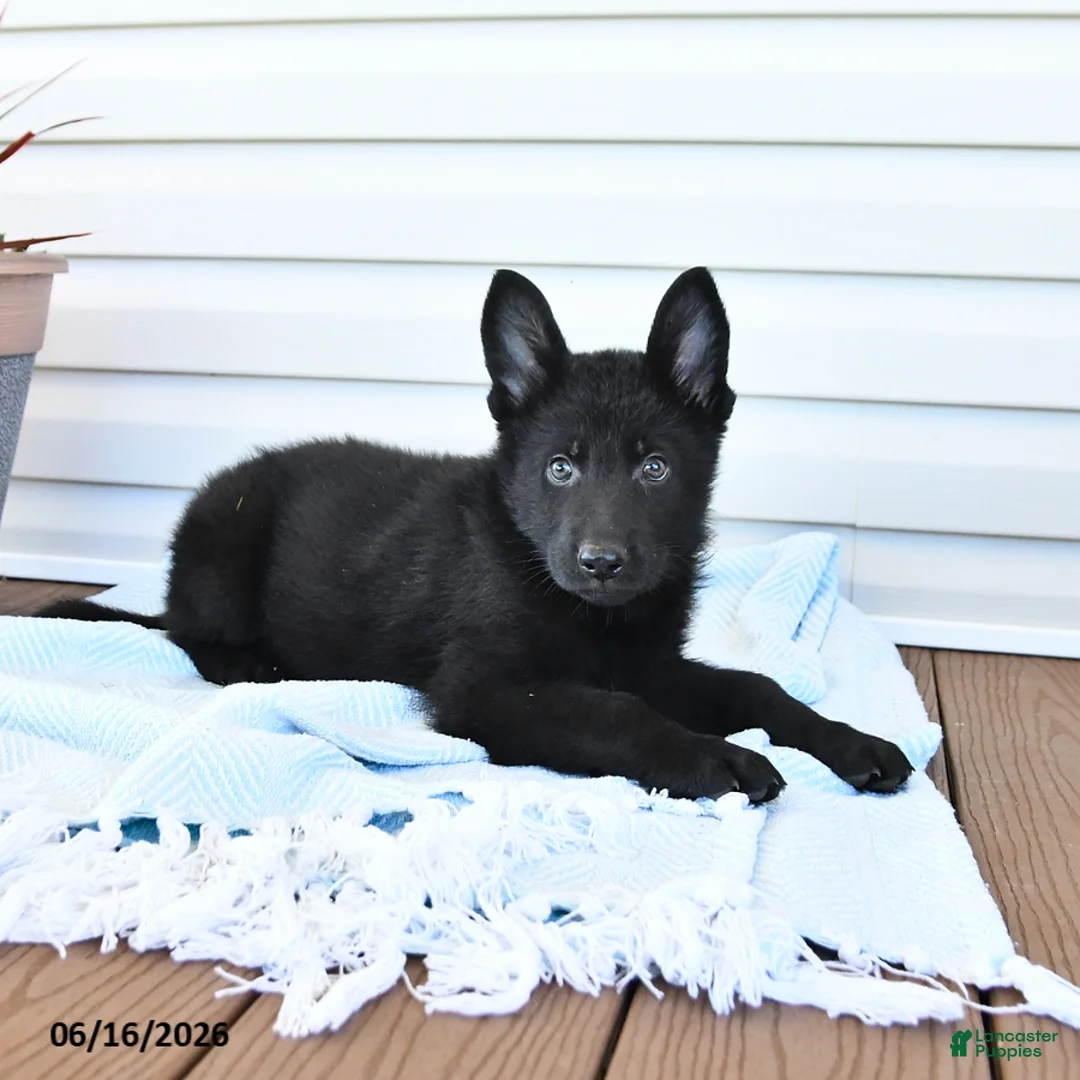 German Shepherd dogs for sale: Captian - Ad 2