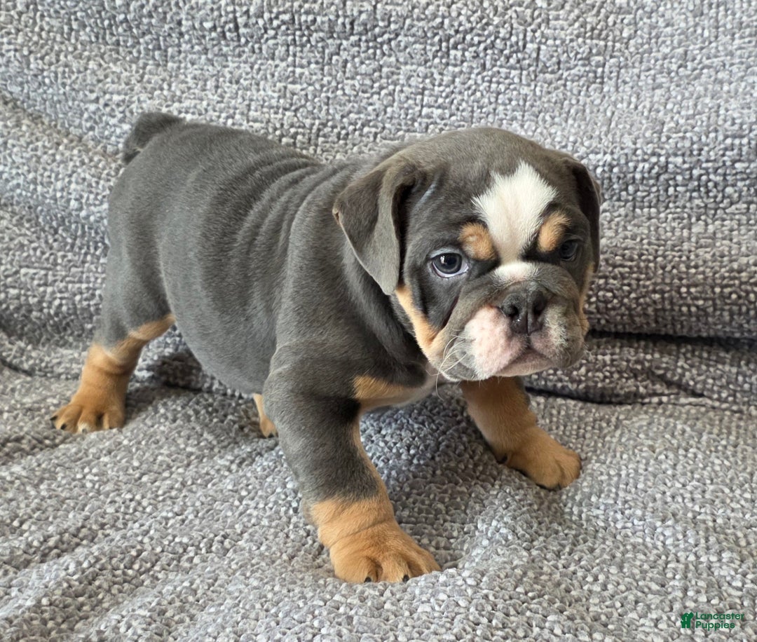 English Bulldog dogs for sale: AKC Haley - Ad 3