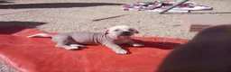 Chinese Crested dogs for sale: Chinese Crested 2 - Ad 2