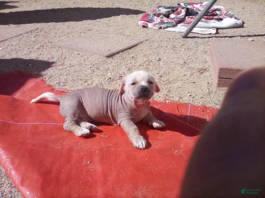 Chinese Crested dogs for sale: Chinese Crested 2 - Ad 2