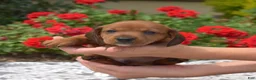 Miniature Dachshund dogs for sale: Galaxy - Ad 4