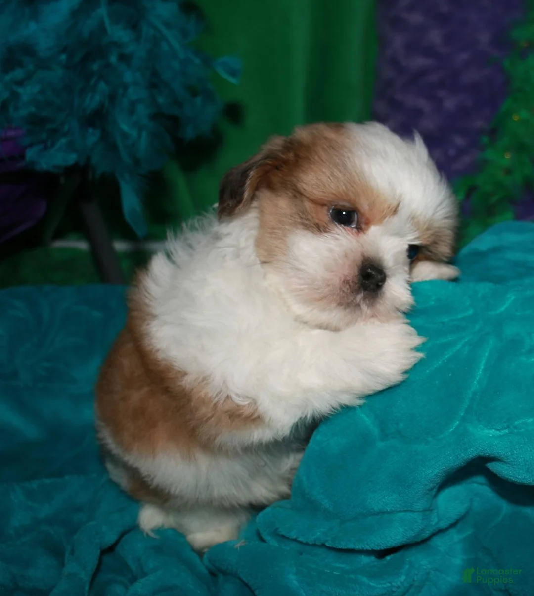 Shih Tzu dogs for sale: Hooch - Ad 2