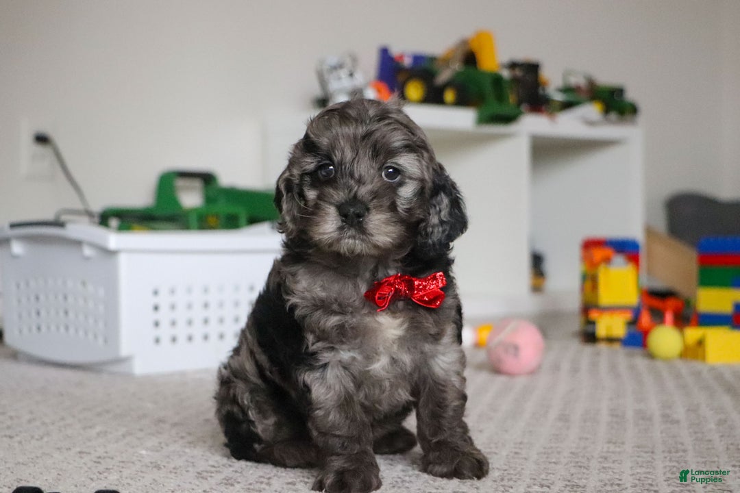 Cockapoo dogs for sale: Frosty - Ad 2