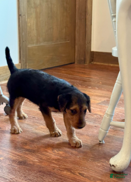 Airedale Terrier dogs Airedale Terrier Puppy 1 - Ad 2