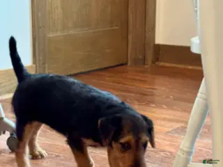 Airedale Terrier dogs Airedale Terrier Puppy 1 - Ad 2