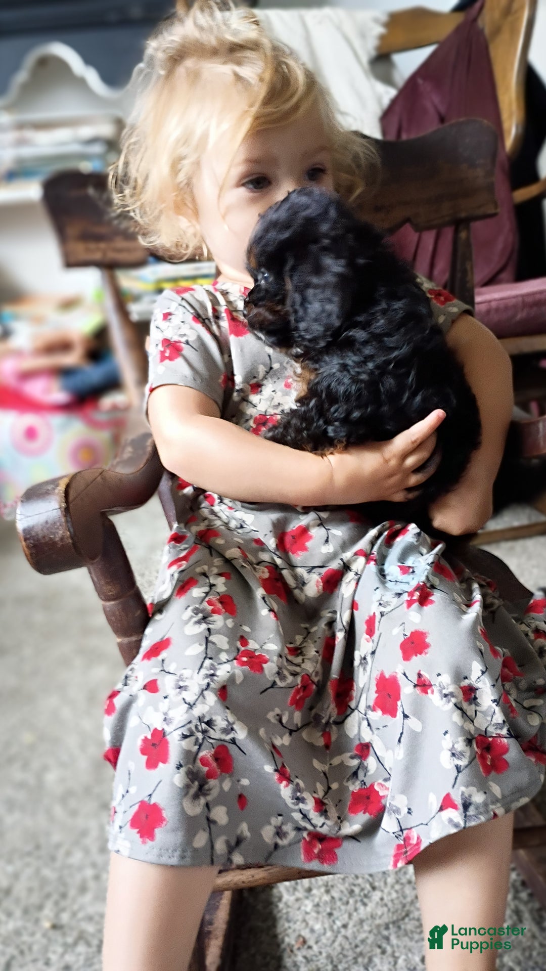 Cavapoo dogs for sale: Sasha - Ad 37