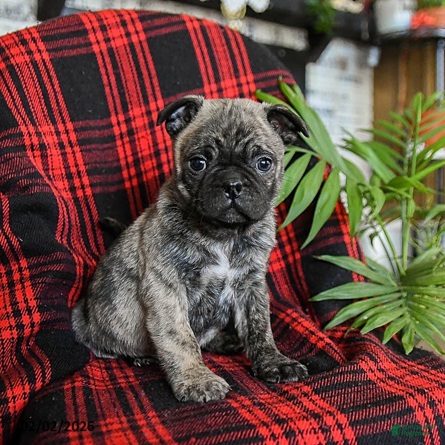 Mixed Breed dogs Ace - Ad 41