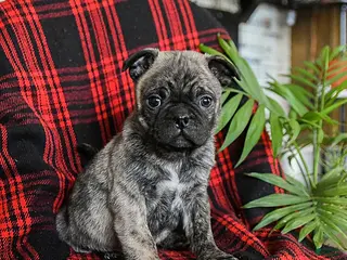 Mixed Breed dogs Ace - Ad 41