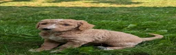 Goldendoodle dogs for sale: Tyson  - Ad 17