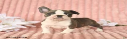 Frenchton dogs for sale: Skylar - Ad 3