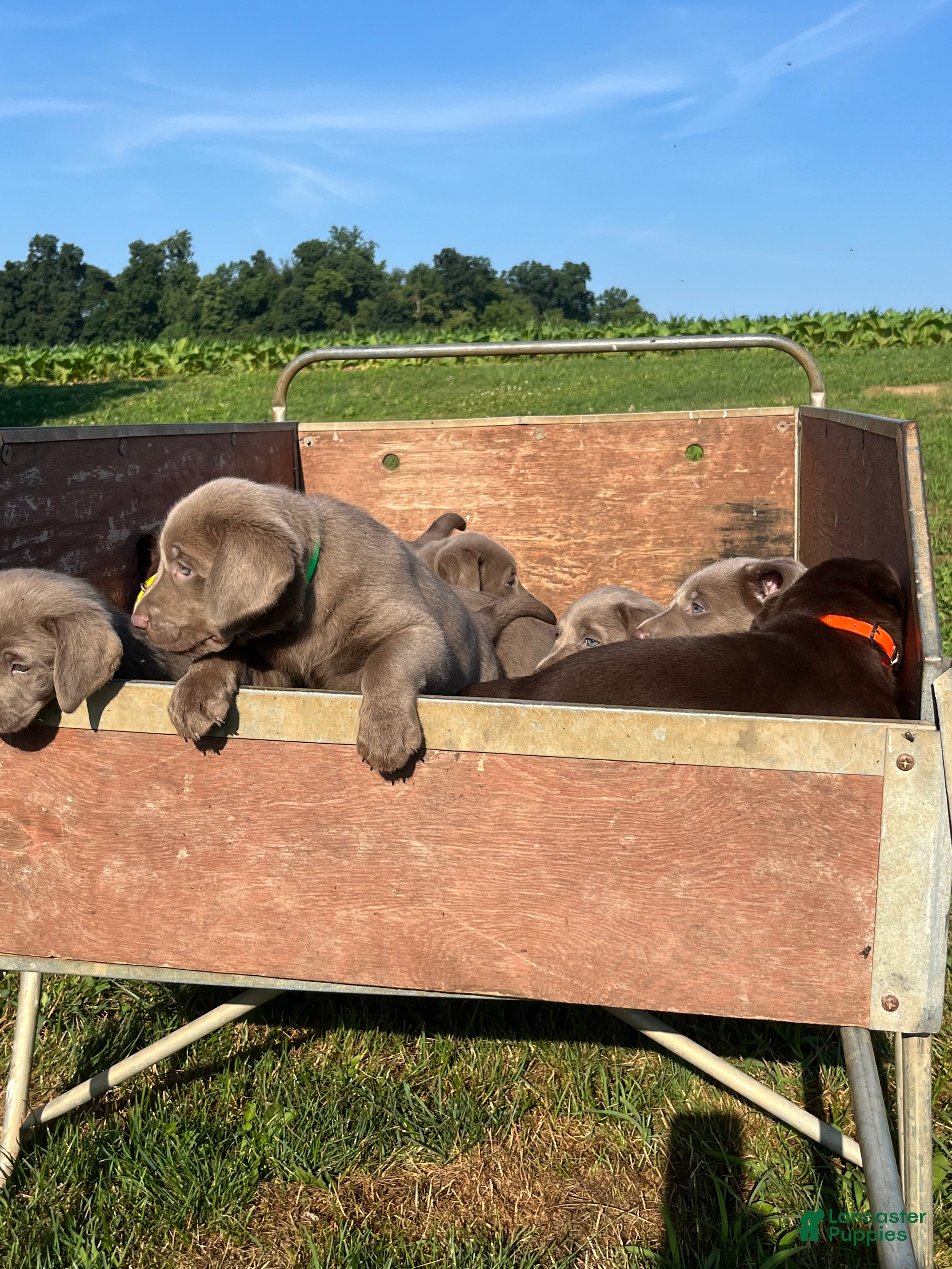 Labrador Retriever dogs Tilly❤️AKC Hip Cert white  - Ad 2