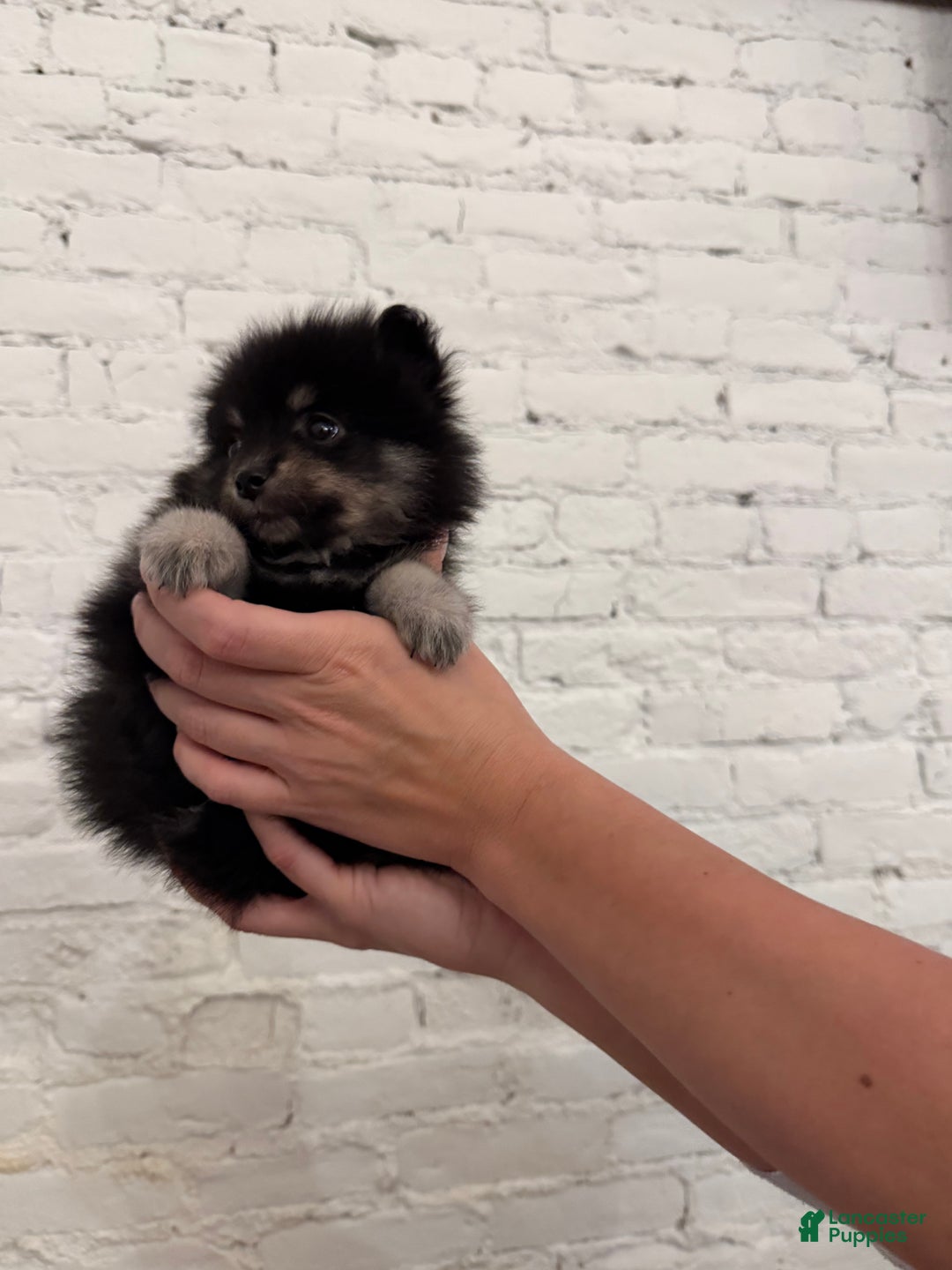 Pomeranian dogs for sale: Bean - Ad 5