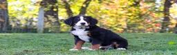 Bernese Mountain Dog dogs for sale: Sammy - Ad 3