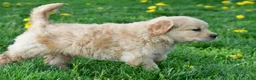 Golden Retriever dogs for sale: Cash - Ad 15