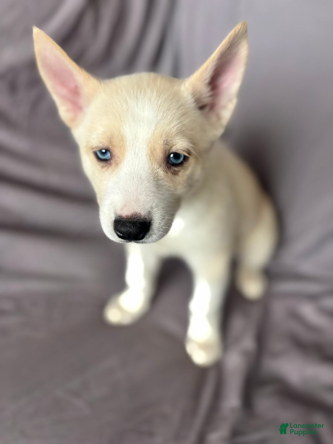 Pomsky dogs for sale: Biscuits  - Ad 2