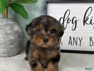 Yorkiepoo dogs Paxton - Ad 14