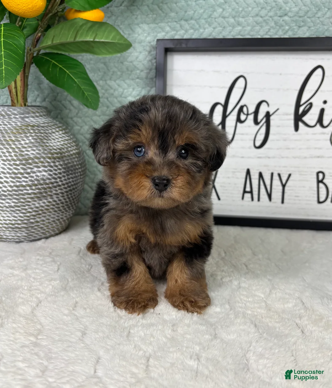 Yorkiepoo dogs for sale: Paxton  - Ad 1
