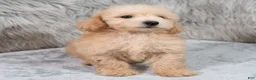 Mini Goldendoodle dogs for sale: Max ID: 3856 - Ad 7