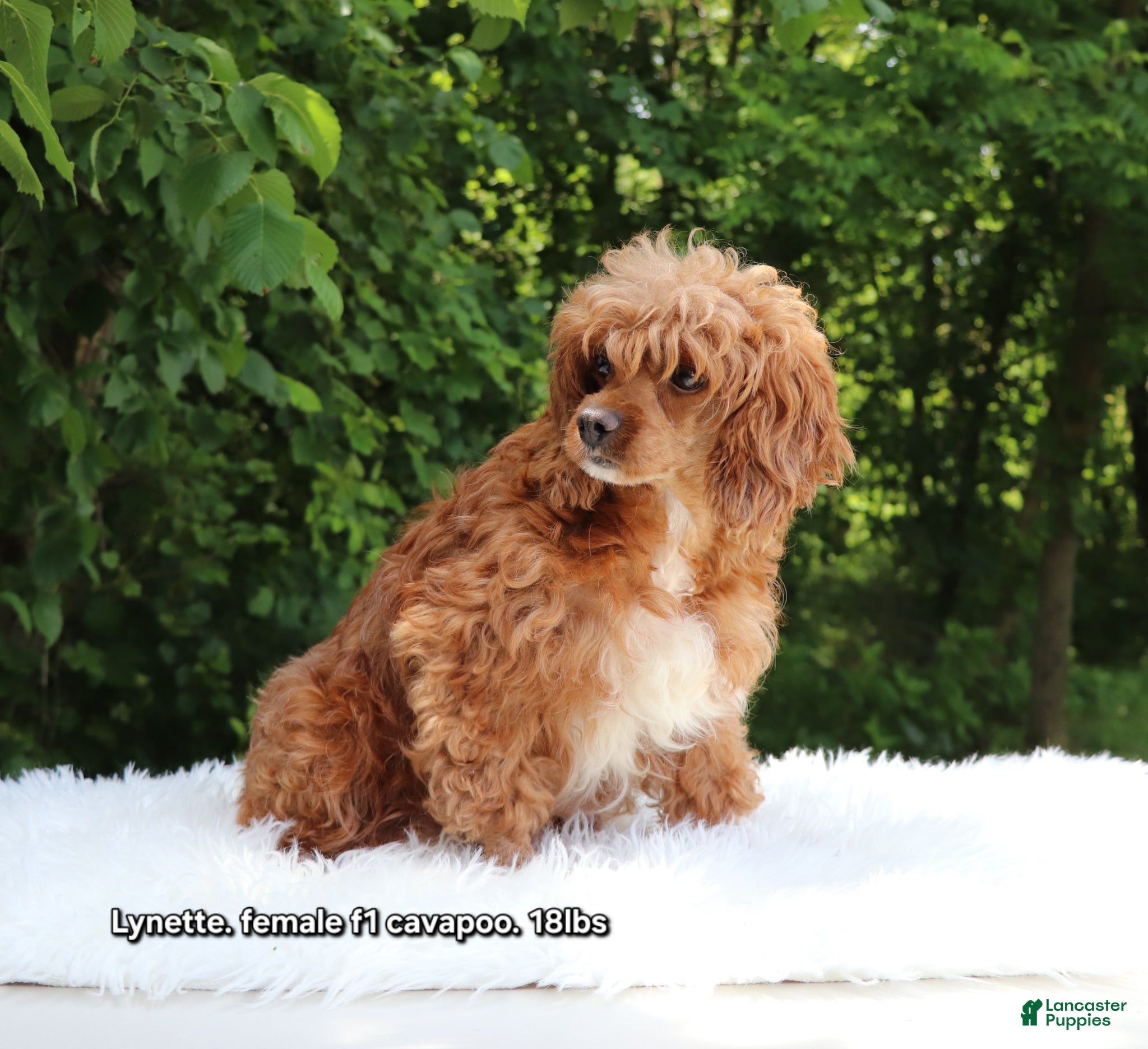 Cavapoo dogs for sale: Kade - Ad 7