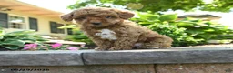 Toy Poodle dogs for sale: Willow - Ad 4