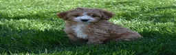 Cavapoo dogs for sale: Ace - Ad 4