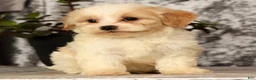 Havapoo dogs for sale: Sawyer - Ad 7
