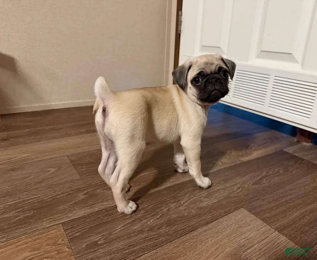 Pug dogs for sale: jessie orange collar - Ad 2